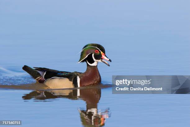 wood duck (aix sponsa) male swimming in wetland, marion county, illinois, usa - sponsa stock-fotos und bilder