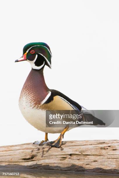 wood duck (aix sponsa) male perching on log, marion county, illinois, usa - sponsa stock-fotos und bilder
