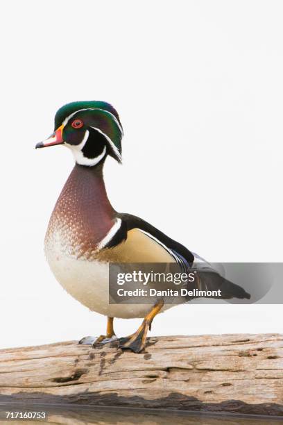 wood duck (aix sponsa) male perching on log, marion county, illinois, usa - sponsa stock pictures, royalty-free photos & images