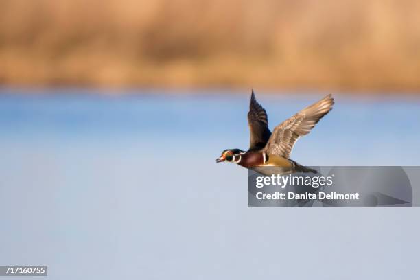 wood duck (aix sponsa) male flying over wetland, marion county, illinois, usa - sponsa stock-fotos und bilder