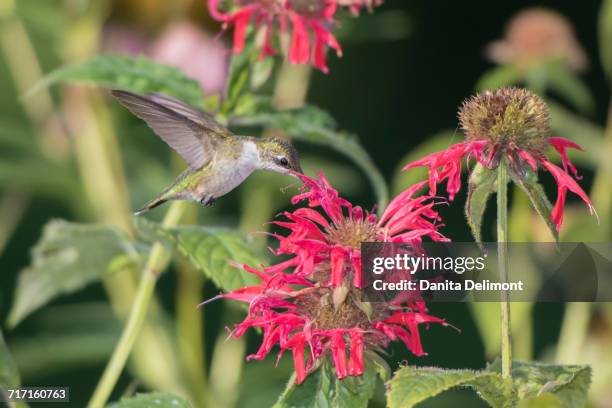 ruby-throated hummingbird (archilochus colubris) feeding on red bee balm (monarda didyma), marion county, illinois, usa - monada stock-fotos und bilder