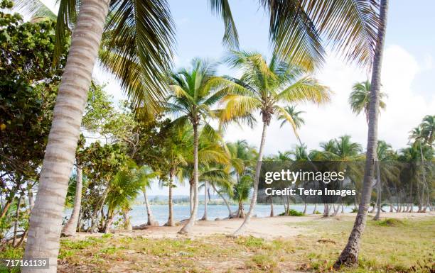 puerto rico, rio grande, palm trees on beach - rio grande puerto rico stock pictures, royalty-free photos & images