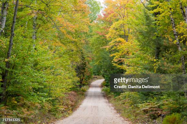 road through autumn forest, hiawatha national forest, upper peninsula, michigan, usa - hiawatha national forest stock-fotos und bilder