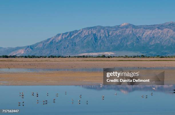antelope island state park, great salt lake, utah, usa - ilha de antelope imagens e fotografias de stock