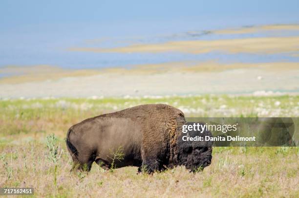 american buffalo (bison bison), antelope island state park, great salt lake, utah, usa - ilha de antelope imagens e fotografias de stock