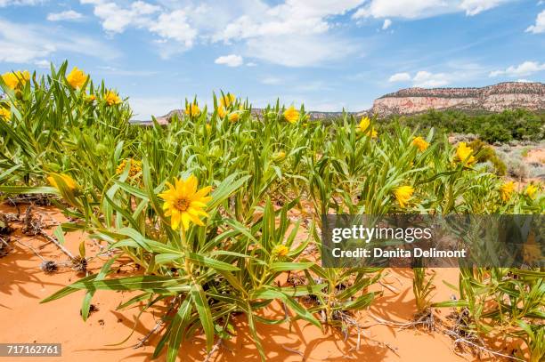 rough mules ears (wyethia scabra) wild flowers, coral pink sand dunes state park, kanab, utah, usa - coral pink sand dunes state park stock pictures, royalty-free photos & images