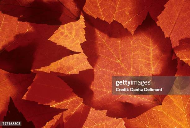 close-up of orange maple leaf, redmond, washington state, usa - redmond washington state photos et images de collection