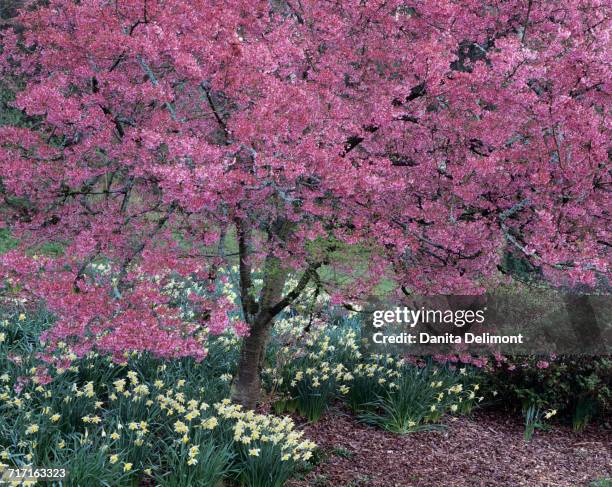 cherry tree in bloom in arboretum park, seattle, washington state, usa - washington park arboretum stock-fotos und bilder