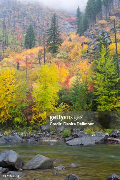 wenatchee river in autumn, tumwater canyon, wenatchee national forest, washington state, usa - tumwater stock pictures, royalty-free photos & images