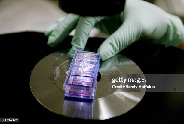 Stem cell cultures are placed under a microscope in a lab at the Reeve-Irvine Research Center at the University of California Irvine August 25, 2006...