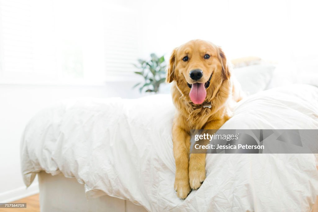 Portrait of golden retriever lying on bed