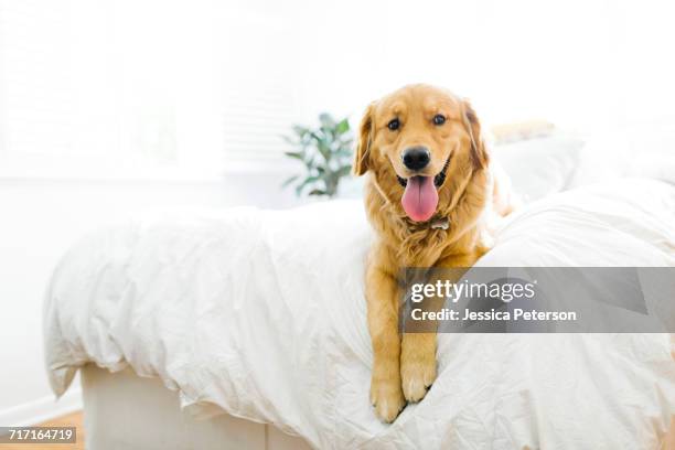 portrait of golden retriever lying on bed - golden retriever dog on bed stock pictures, royalty-free photos & images