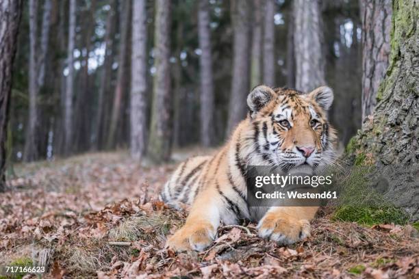 young siberian tiger lying in forest - tigre siberiano fotografías e imágenes de stock