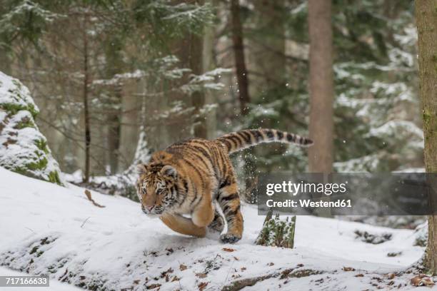 young siberian tiger hunting in forest in snow - siberian tiger stock pictures, royalty-free photos & images