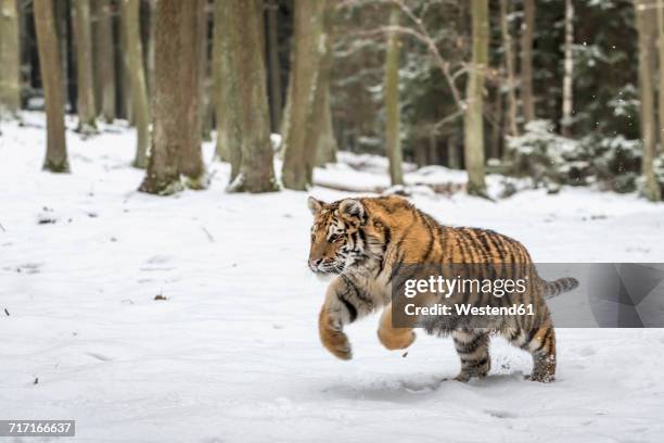 young siberian tiger hunting in snow - sibirischer tiger stock-fotos und bilder