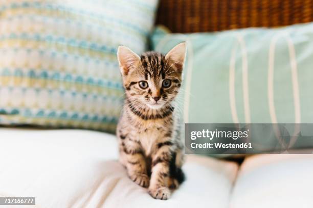 eight week old tortoiseshell kitten on sofa - kitten stock pictures, royalty-free photos & images