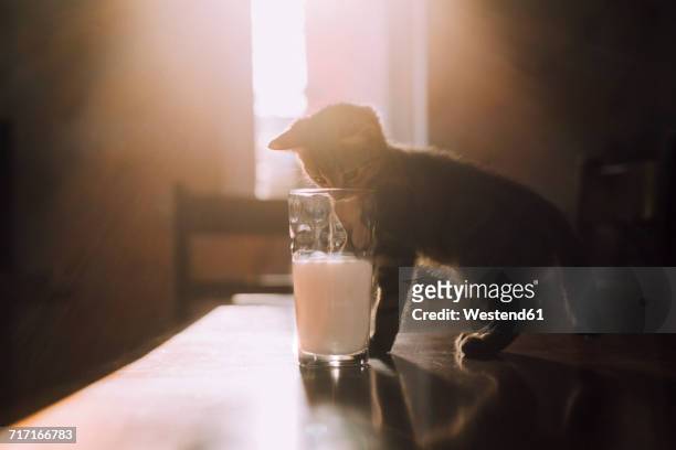 eight week old tortoiseshell kitten trying to drink milk from a glass in the morning sunlight - cat drinking stock-fotos und bilder