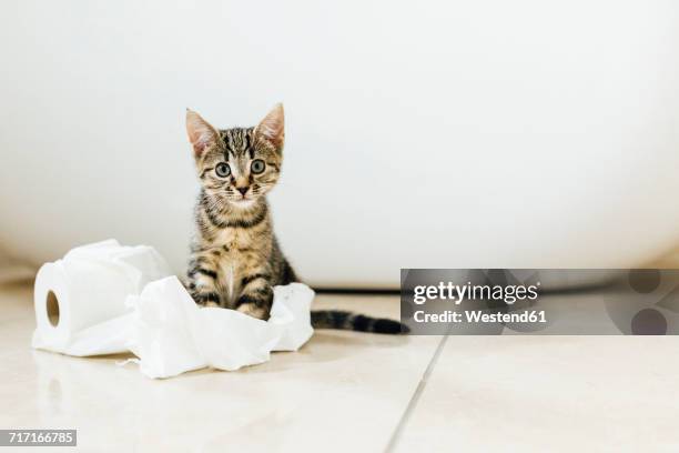 eight week old tortoiseshell kitten playing with toilet roll - gato travieso fotografías e imágenes de stock