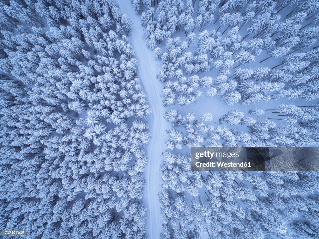 Austria, Gosau, aerial view of road through coniferous forest in winter