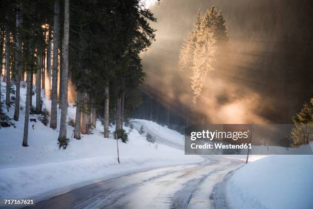 austria, salzkammergut, evening light on postalm road - forest road stock-fotos und bilder