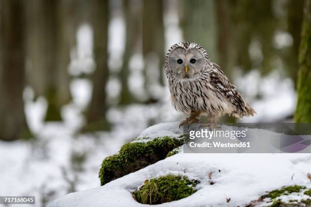 ural owl, strix uralensis, in forest - african wood owl stock-fotos und bilder