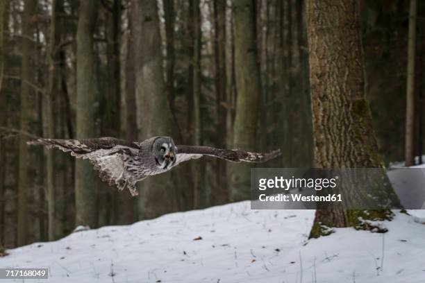 czechia, great grey owl, strix nebulosa in forest - african wood owl stock-fotos und bilder