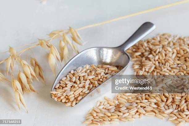 metal shovel with oat grains and ear - oat ear stockfoto's en -beelden