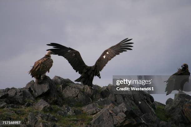 mongolia, three black vultures on rocks - cinerous vulture stock pictures, royalty-free photos & images