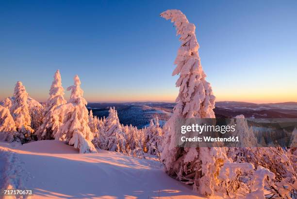 Snowberman 303 Bavarian Forest Nature Park Stock Photos, High-Res Pictures, and ...