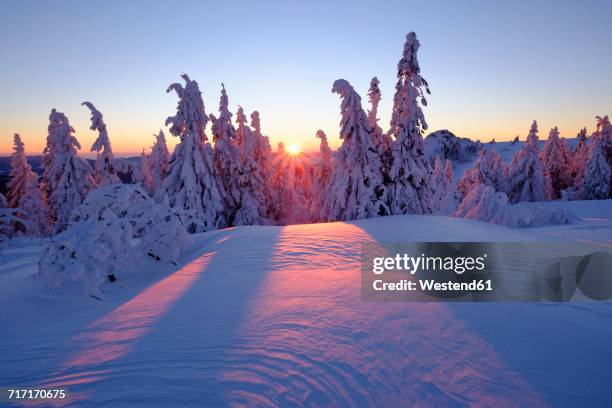 Snowberman Bavarian Forest Nature Park Photos and Premium High Res Pictures ...