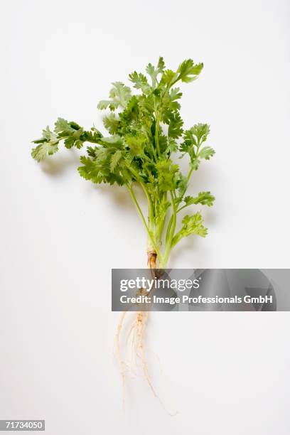 Local Roots Cilantro 166 Cilantro Root Stock Photos, High-Res Pictures, and Images - Getty ...