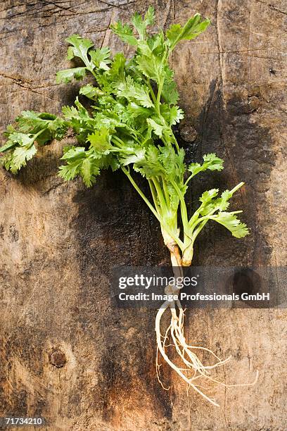 Cilantro Roots Process 166 Cilantro Root Stock Photos, High-Res Pictures, and Images - Getty ...