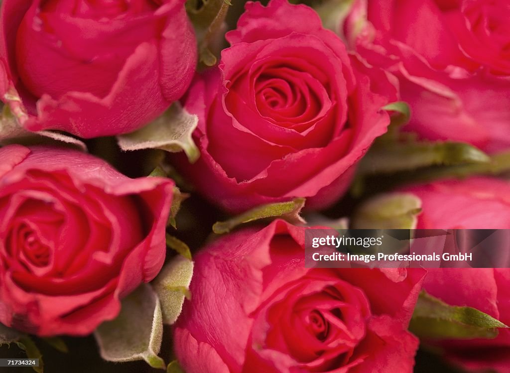 Red roses (close-up)