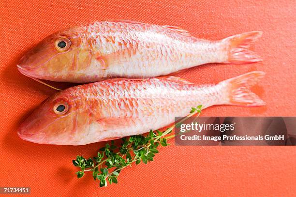fresh red mullet on red background - mullet fish images stock pictures, royalty-free photos & images