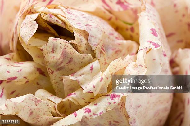 radicchio di chioggia (detail) - radicchio foto e immagini stock