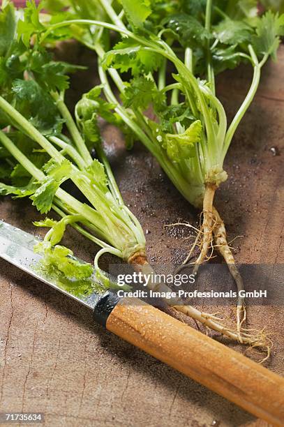 Cilantro Roots Process 166 Cilantro Root Stock Photos, High-Res Pictures, and Images - Getty ...