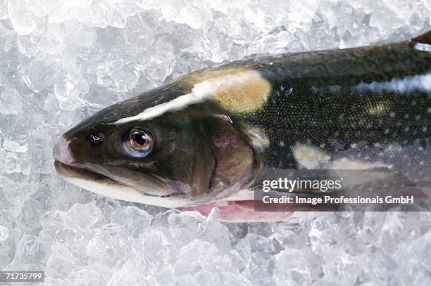 fresh brook charr on ice - speckled trout stock-fotos und bilder