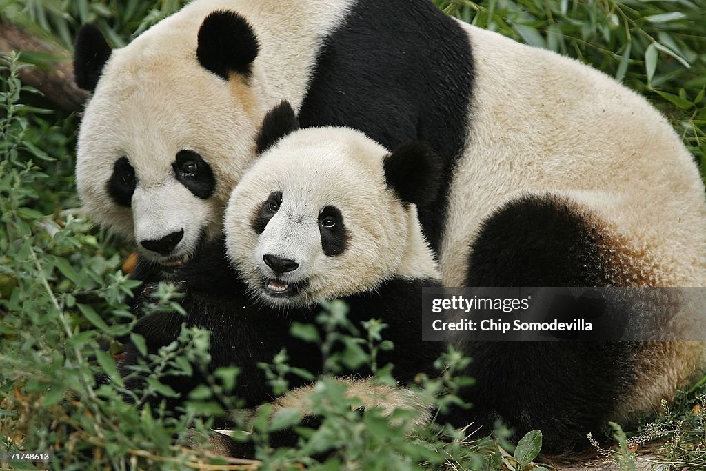 National Zoo's Baby Panda Beats The Odds