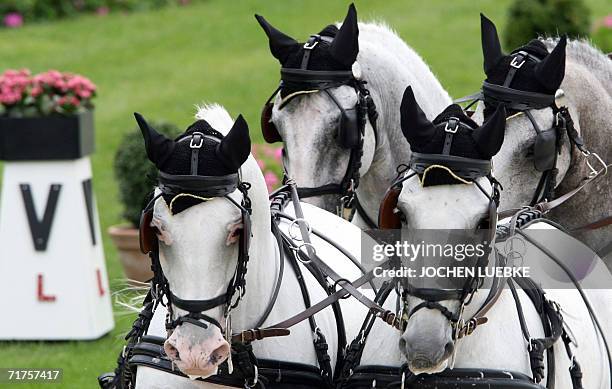 Four-in-Hand driver takes part in the dressage competition of the World Equestrian Games in Aachen 31 August 2006. The games take place until 03...