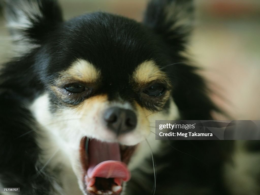Close-up of a Long Hair Chihuahua yawning