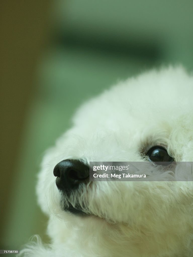 Close-up of a Bichon Frise