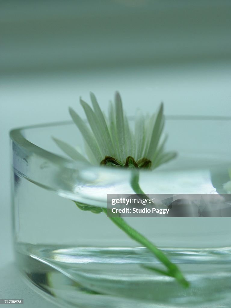 Close-up of a chrysanthemum flower floating on water in a bowl