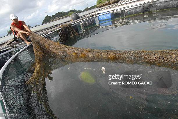 Workers inspect fish cage containing a 30-kilogram grouper locally known as "lapu-lapu" and two turtles at the marine culture park of the Southeast...