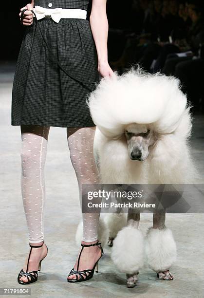 Model and a dog showcase designs by New Generation designer ShowOff during Rosemount Australian Fashion Week Transeasonal 2007 at The Showroom, St...