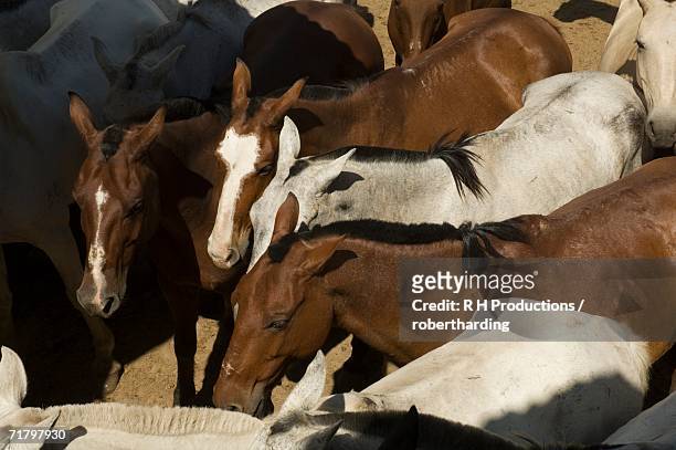 horses, hacienda gauachipelin,near rincon de la vieja national park, gaunacaste, costa rica - criollo bildbanksfoton och bilder