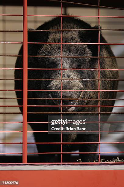 Tusk I, the Russian boar that currently serves as the official live mascot of the Arkansas Razorbacks looks through its cage during the game against...
