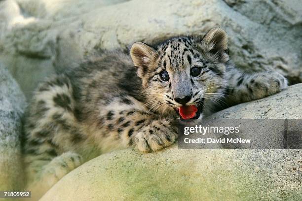 Rare and endangered snow leopard kitten Tom, one of the first two born at the Los Angeles Zoo in 22 years, goes on public display on September 7,...