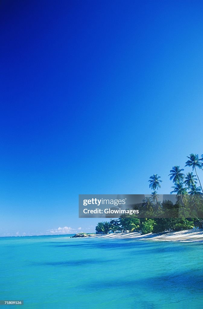 Palm trees on the beach, Caribbean