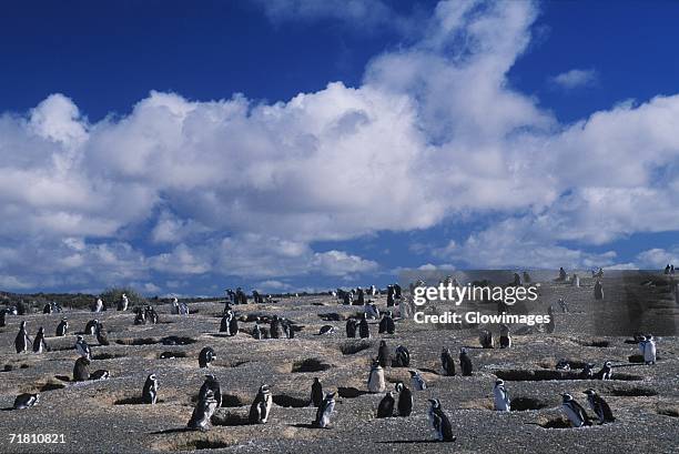 penguins on a barren landscape - penguin flock stock pictures, royalty-free photos & images