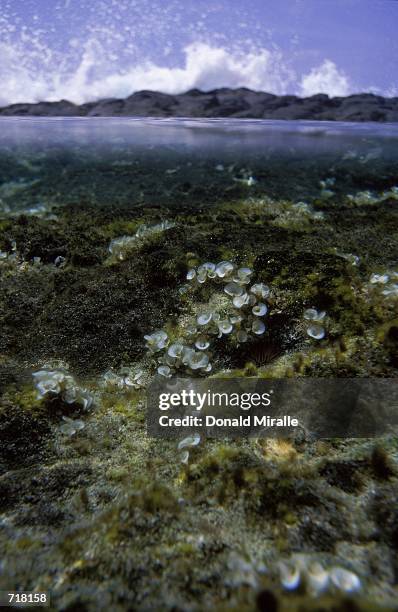 General view of Honaunau Bay during the Ironman Triathlon in Kailua-Kona, Hawaii.Mandatory Credit: Donald Miralle /Allsport